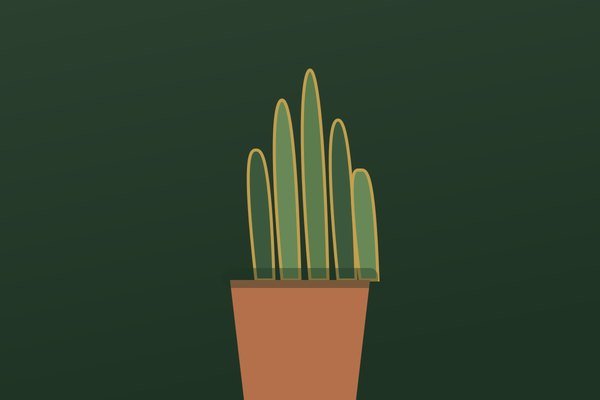 サンスベリア / Snake Plant
